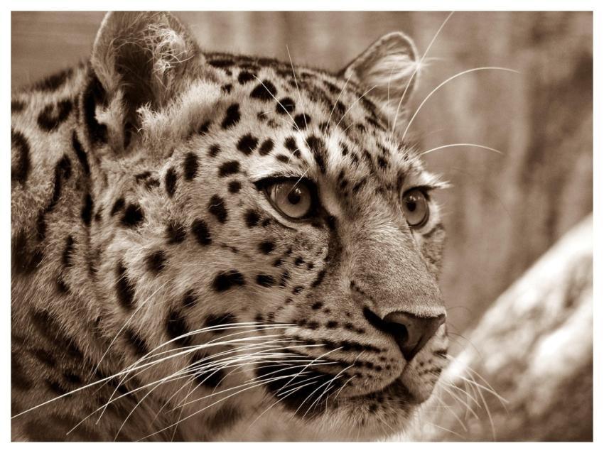 Leopard Animal Safari Amur Leopard