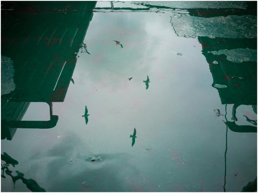 Seagulls fly over a water puddle reflecting urban