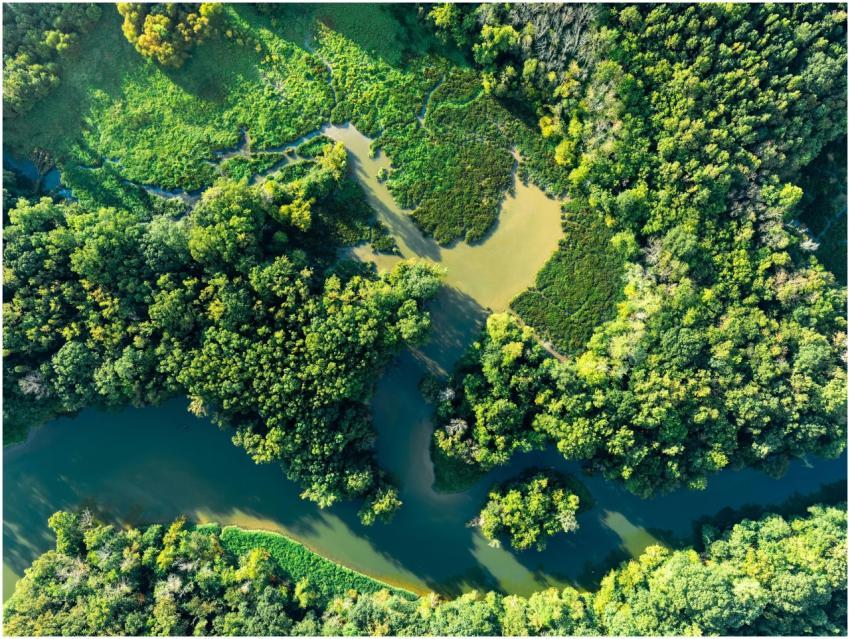Stunning aerial view of a lush green forest surrou