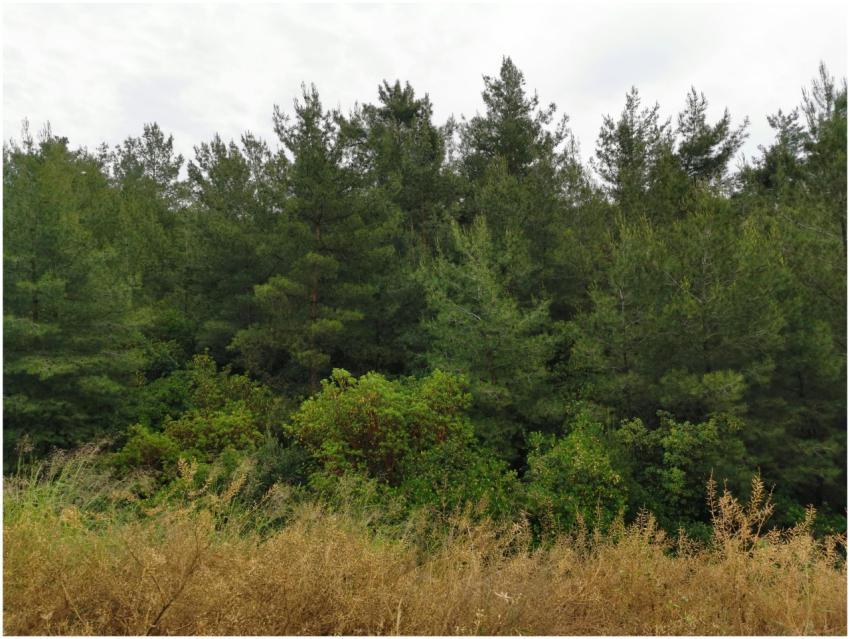 Peaceful view of a lush green forest with grass in