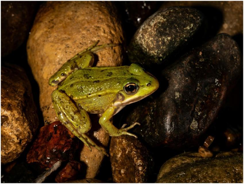 Detailed macro photo of a green frog perched on we