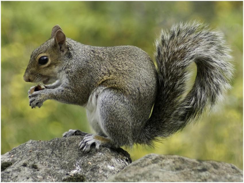 Gray squirrel perched on a rock enjoying a nut. Ca
