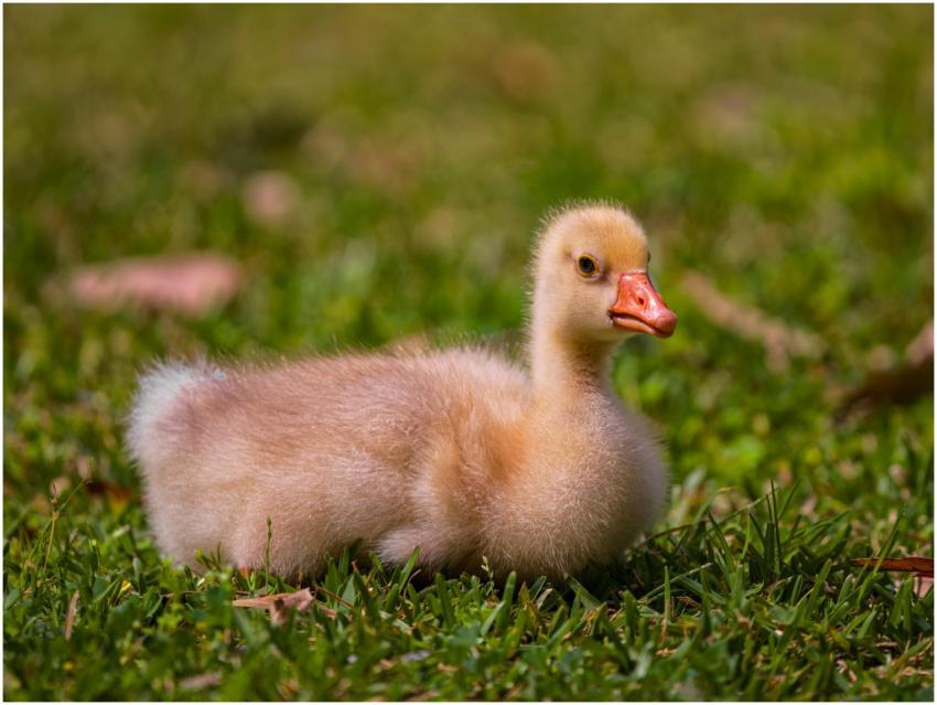 Close-up of a cute gosling resting on lush green g
