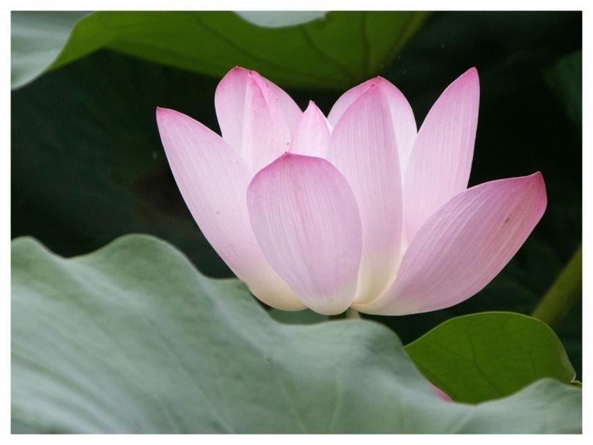 Lotus Flower Pond Plant