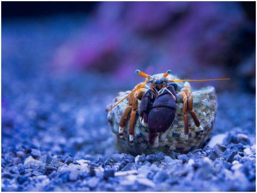 Close-up macro shot of a hermit crab on rocky surf