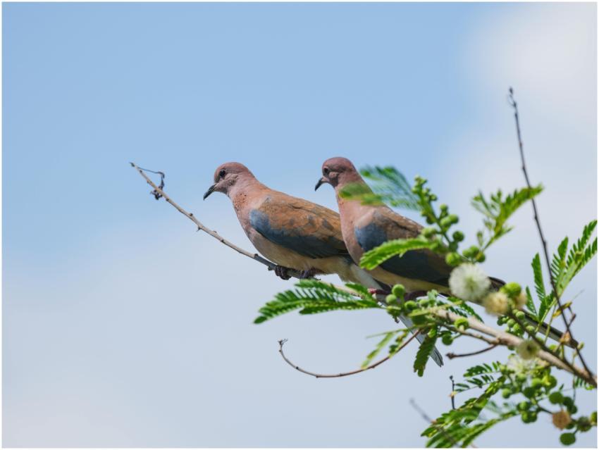 Two doves sitting on a tree branch under a clear b