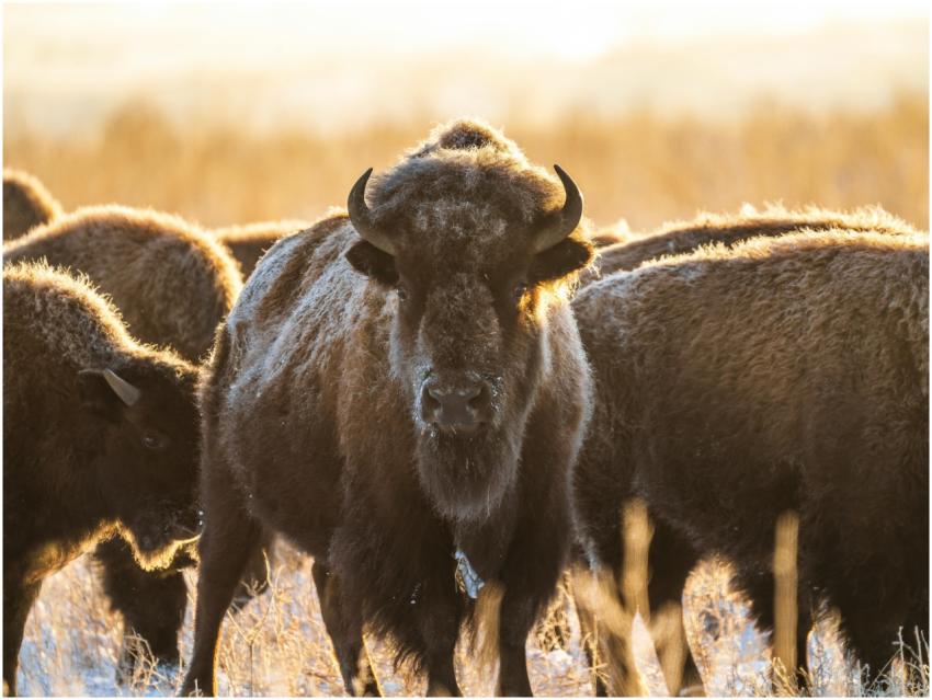A herd of bison grazing during a golden winter sun