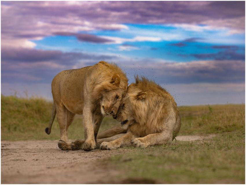 Two male lions displaying social behavior in Kenya