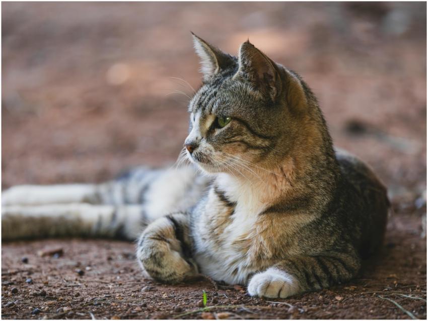 Close-up portrait of a beautiful tabby cat loungin