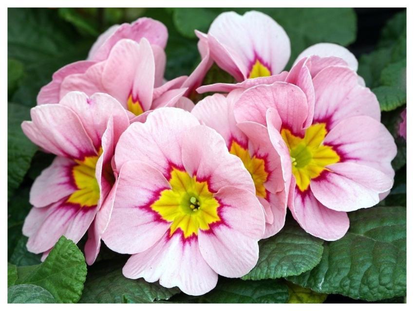 Flower Nature Blossom Bloom