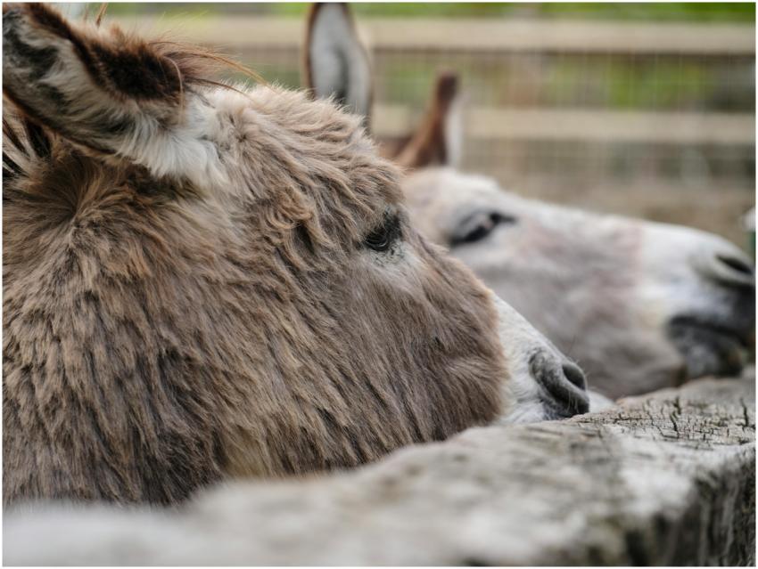 Close-up of donkeys resting on a wooden fence in a