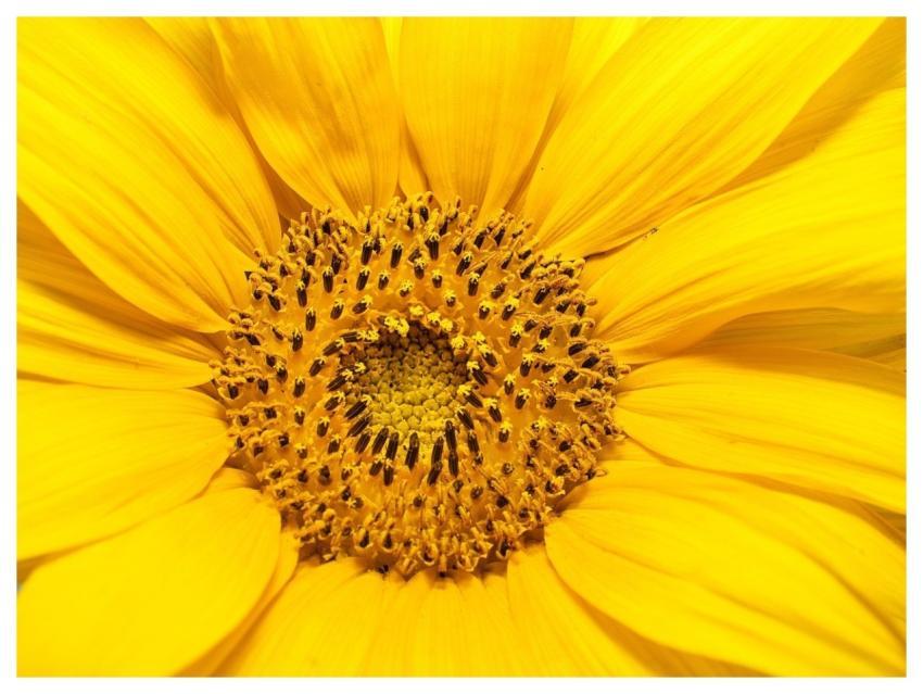 Sunflower Macro Floral Close-Up Yellow Flower Sunf