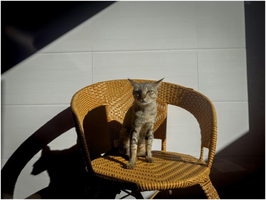 Free stock photo of adorable pet, adult cat, anima