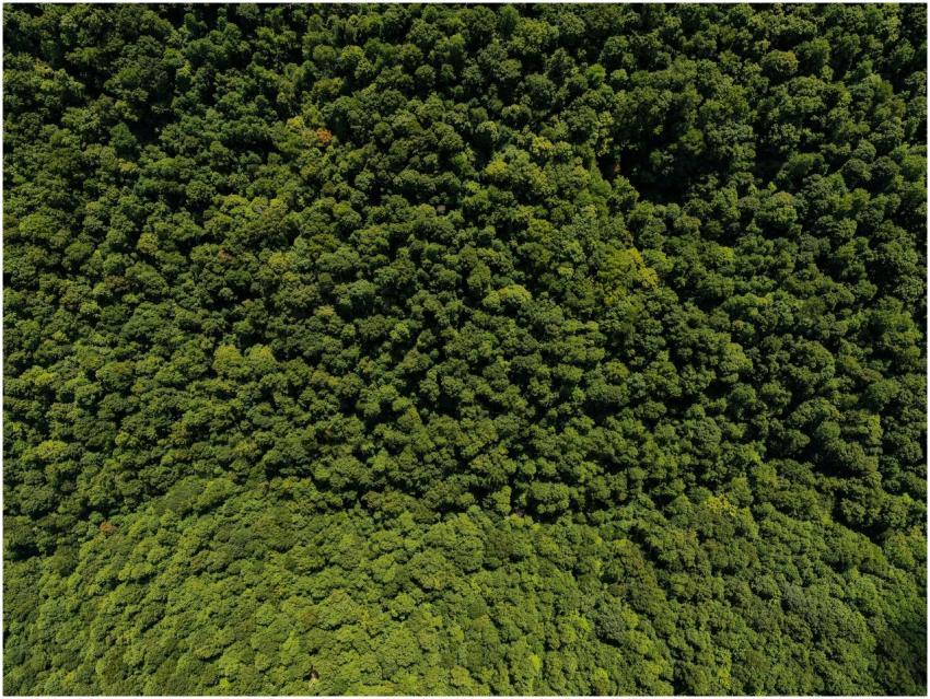 High-angle drone image of lush green forest canopy