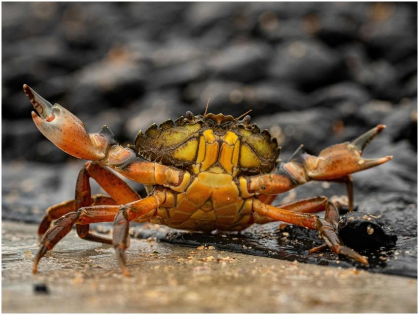 Free stock photo of animals, backgrounds, cool wal