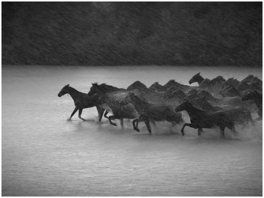 Black and white image of wild horses galloping thr