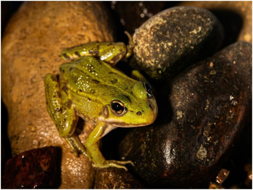 A vibrant green frog on wet rocks, captured in Auk