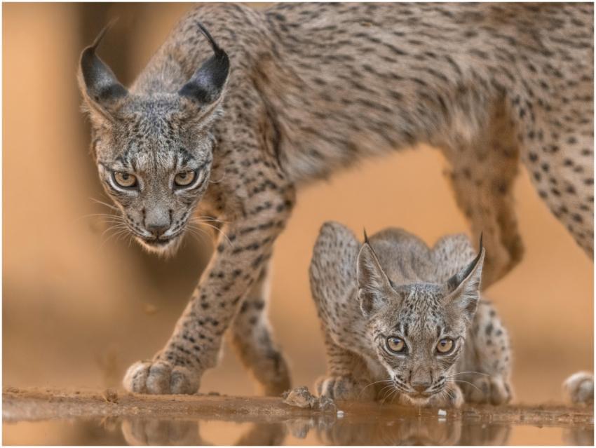 Captivating scene of an Iberian lynx and cub in th