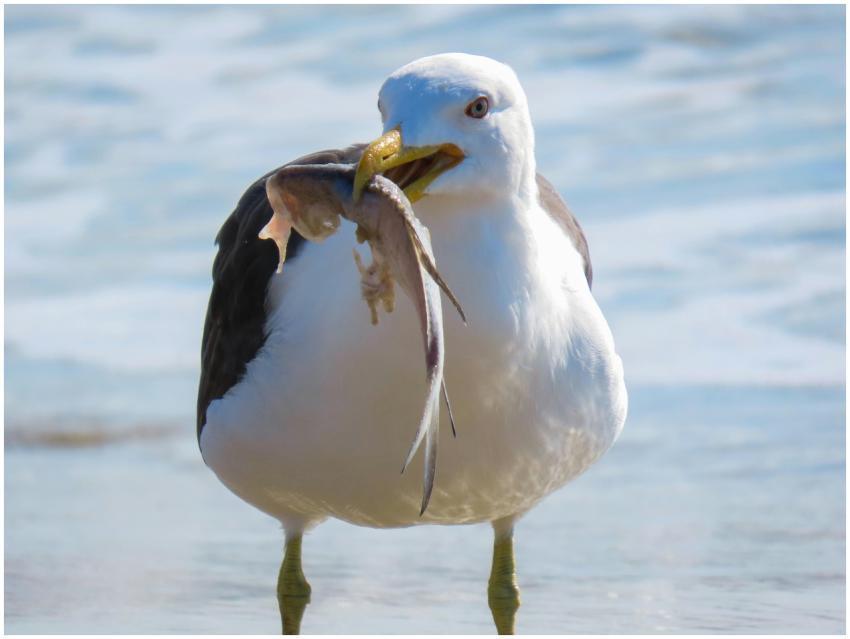 Seagull with fish in its beak on a sunny Florianóp