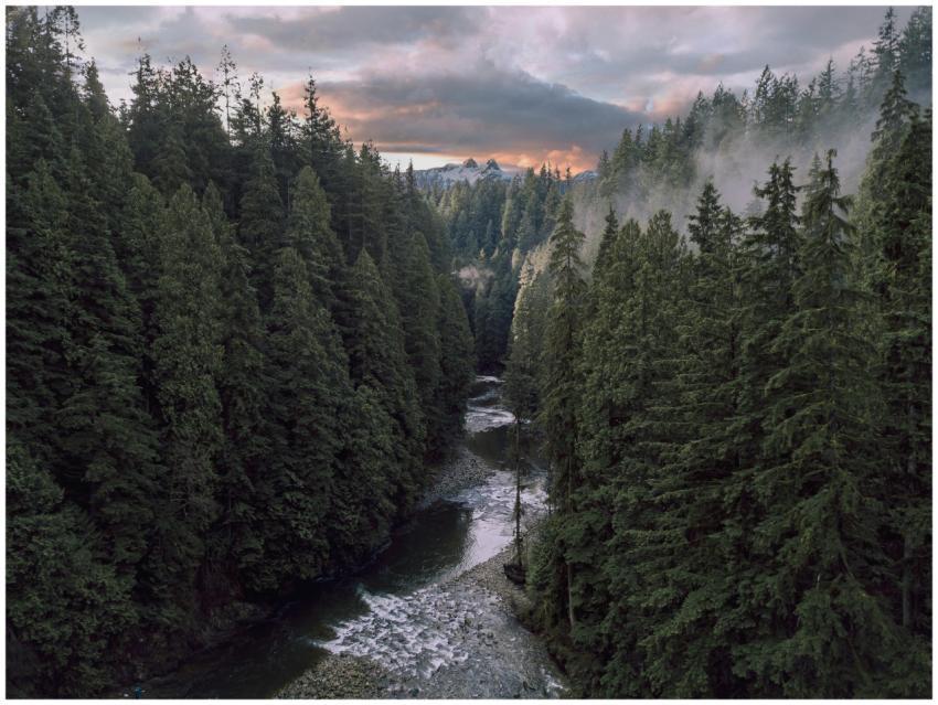 Aerial view of a river flowing through coniferous