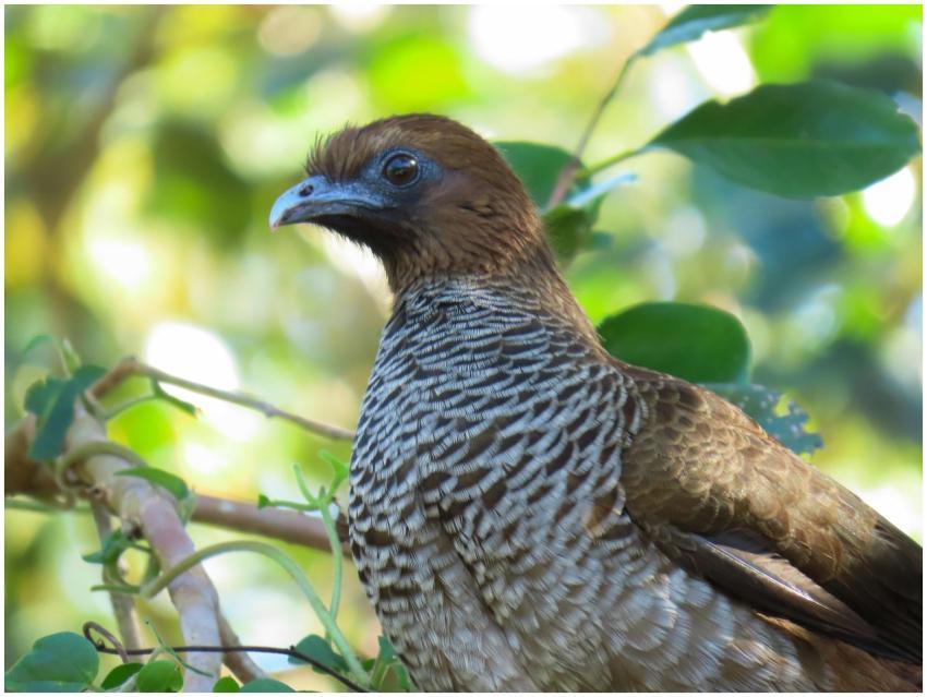 Close-up of a bird perched in Florianópolis, surro