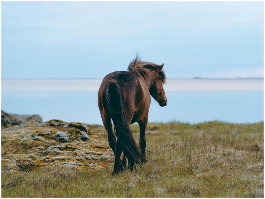 Icelandic horse standing by the seashore amidst na