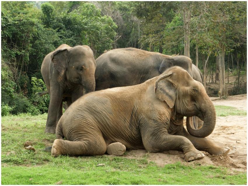 Three Asian elephants relaxing in a serene forest