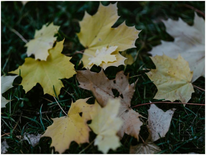 Free stock photo of branc, case, colorspot