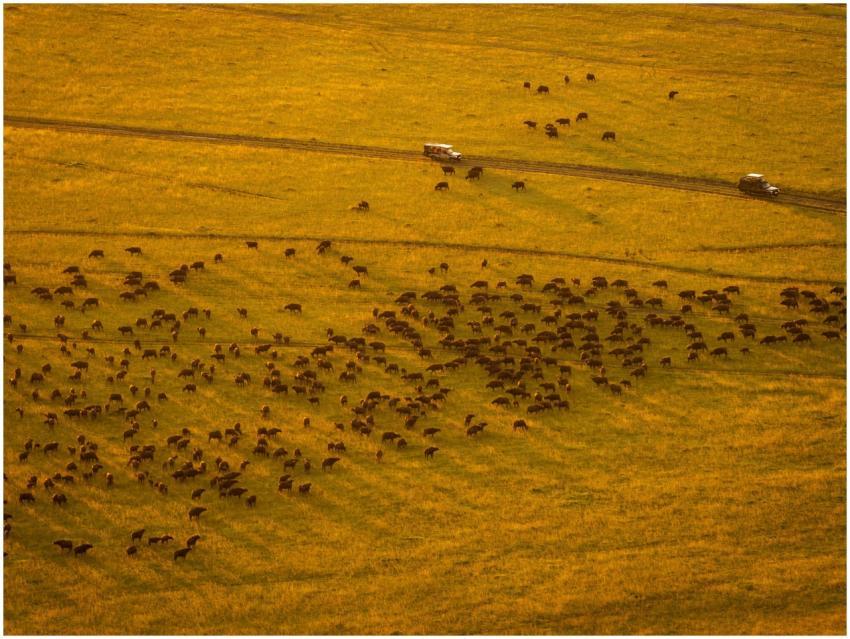 Stunning aerial shot of wildebeest migration in Ma