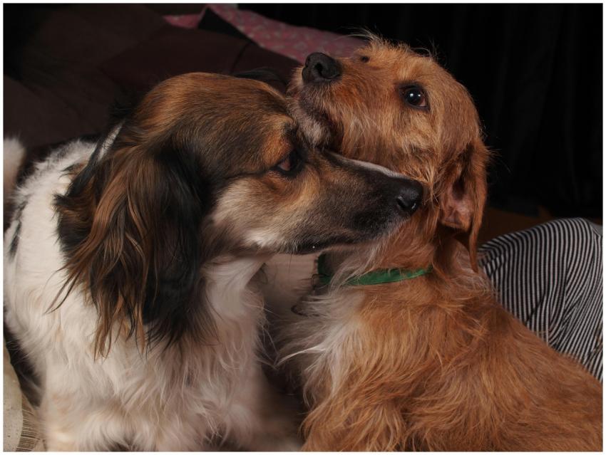 Two dogs showing affection and companionship indoo