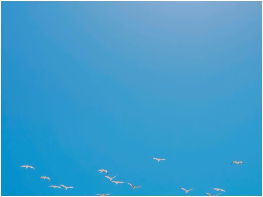 A flock of birds gracefully flying across a vibran