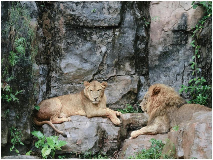 A pair of lions resting on a rocky terrain in a na
