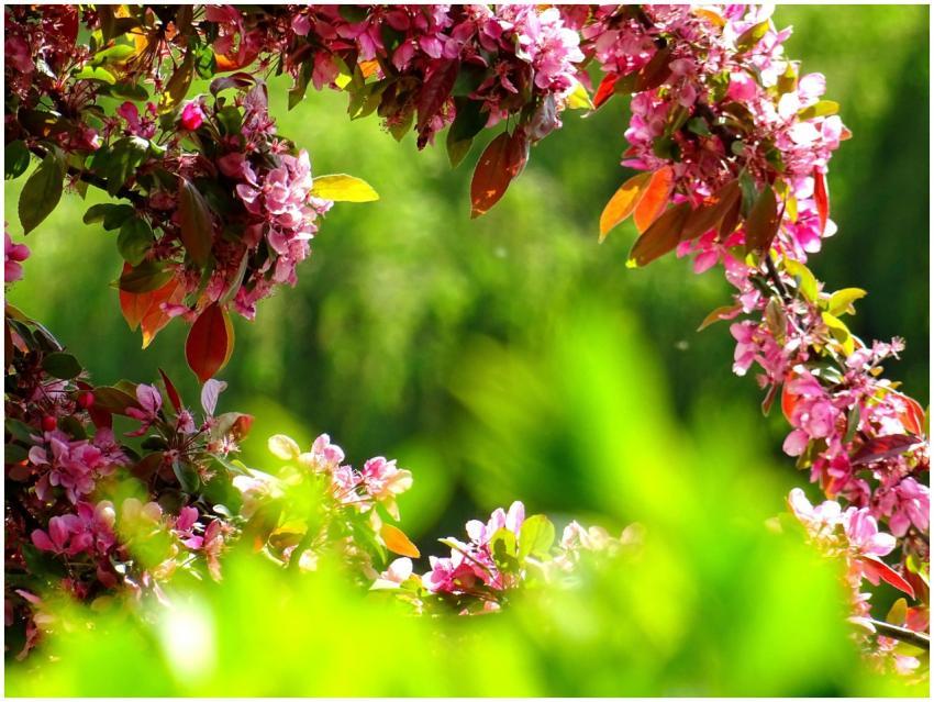 Bright pink flowers blooming in a lush spring gard
