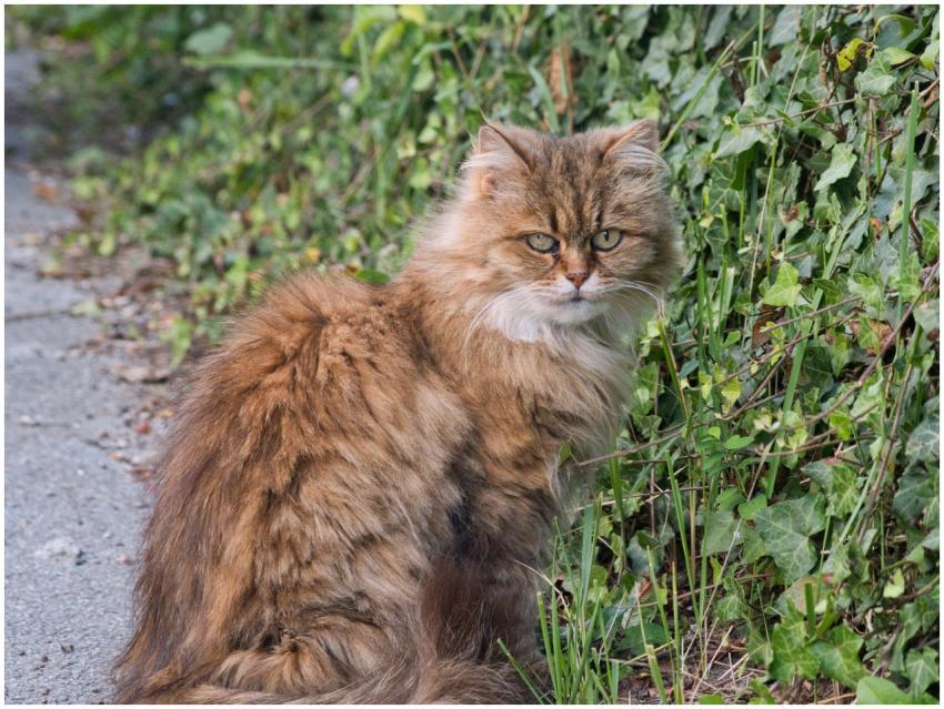 Fluffy Persian Cat Lush