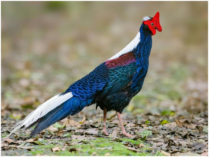 Stunning Kalij Pheasant with vibrant plumage in a