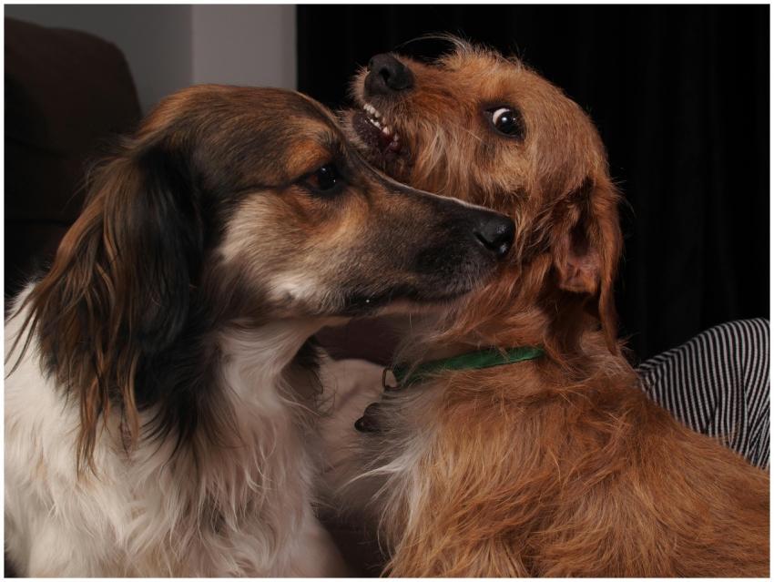 Close-up of two dogs playing indoors, showcasing f