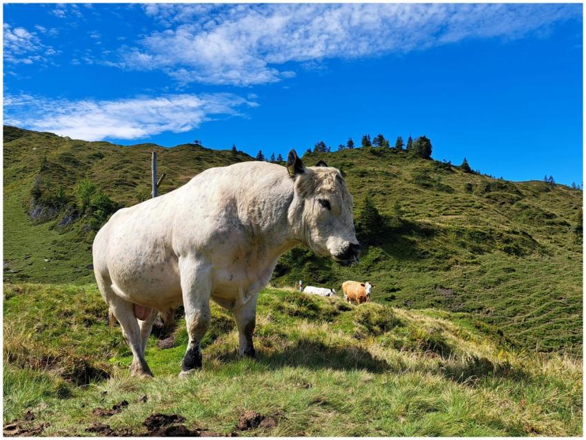 Free stock photo of berge, bergwald, blauer himmel