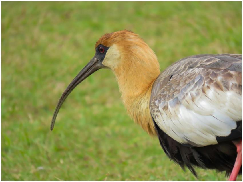 Detailed close-up of a Buff-necked Ibis (Theristic