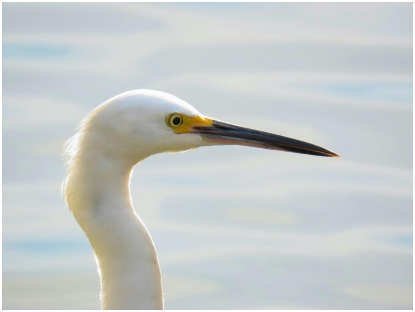A stunning close-up of a Great Egret by water in T