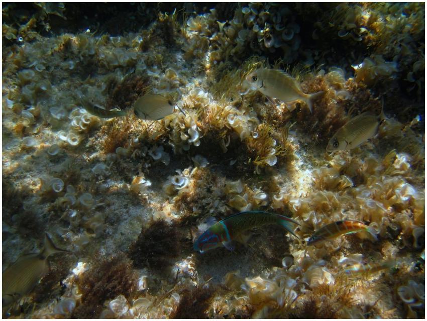 Vibrant marine life amidst seaweed in the Balearic