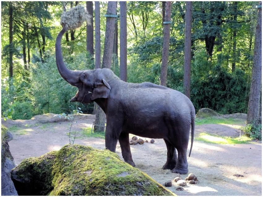 An Asian elephant reaching up in a lush forested z