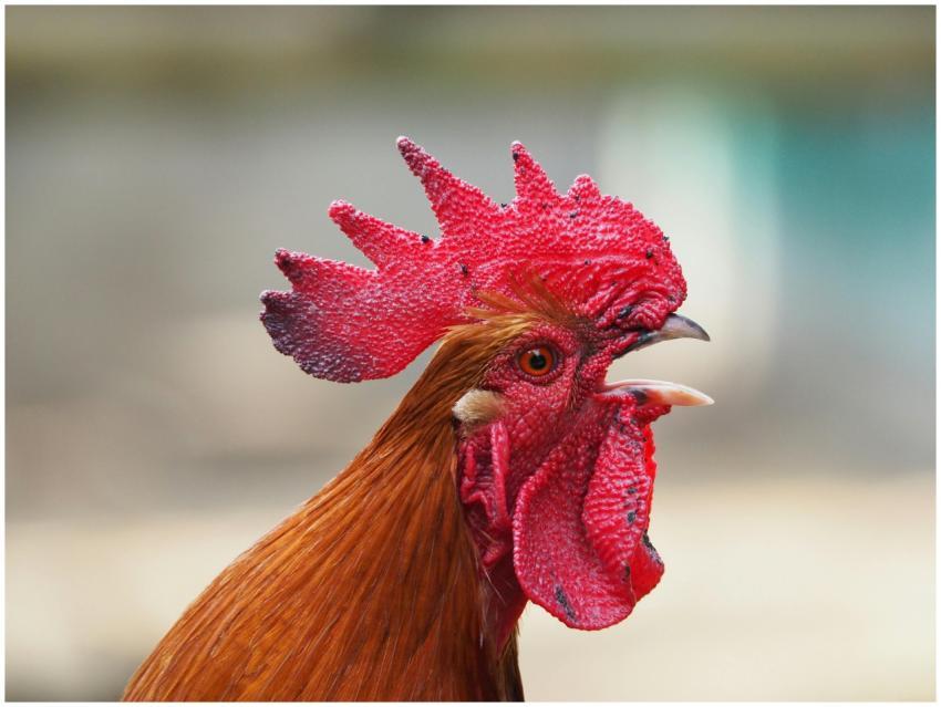 Vivid red rooster with a detailed cockscomb, captu