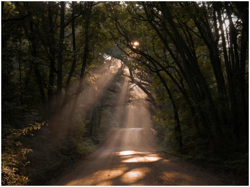 Sunrays filtering through trees illuminating a sce
