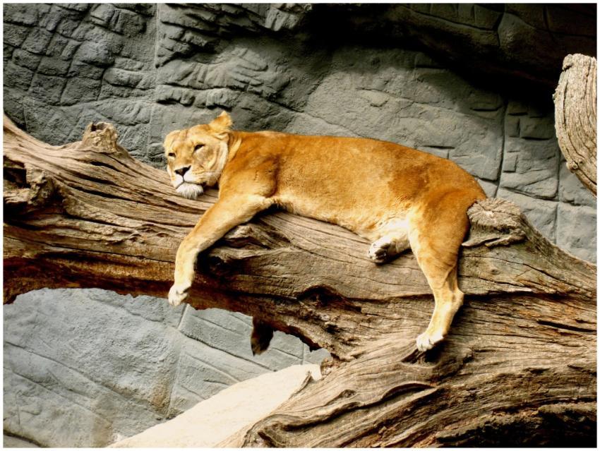 A peaceful lioness lounging on a tree branch again