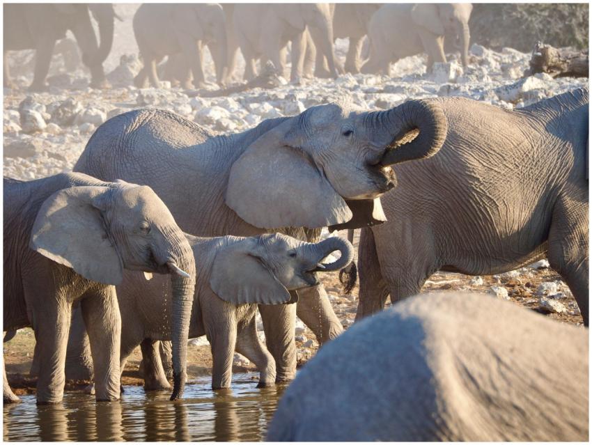 A herd of African elephants socializing at a water