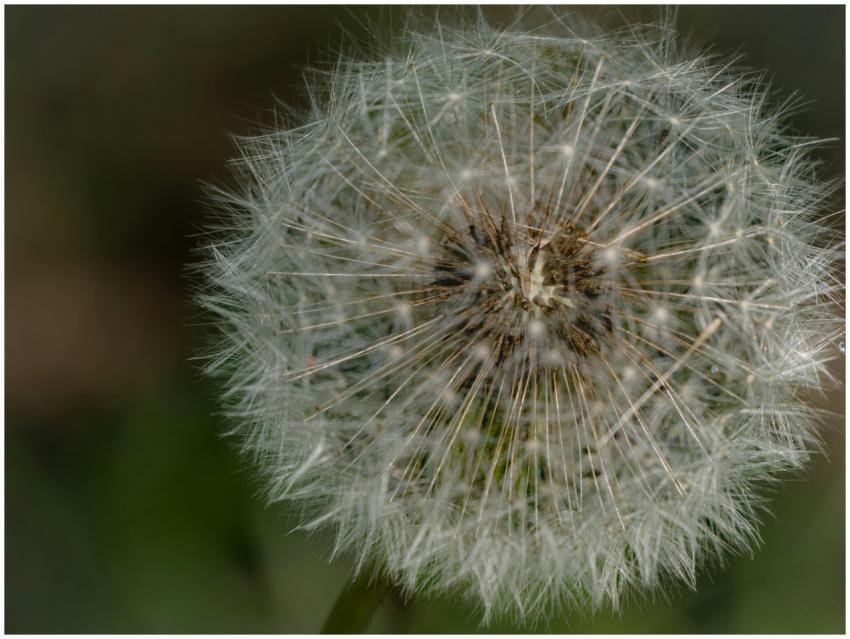 Detailed macro photo of a dandelion seed head show