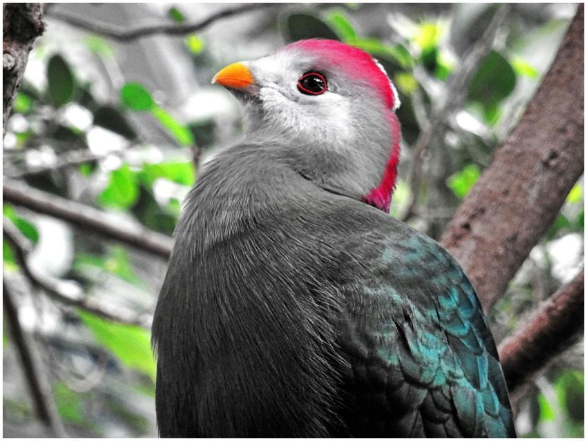 Close-up of a vibrant turaco showcasing its bright