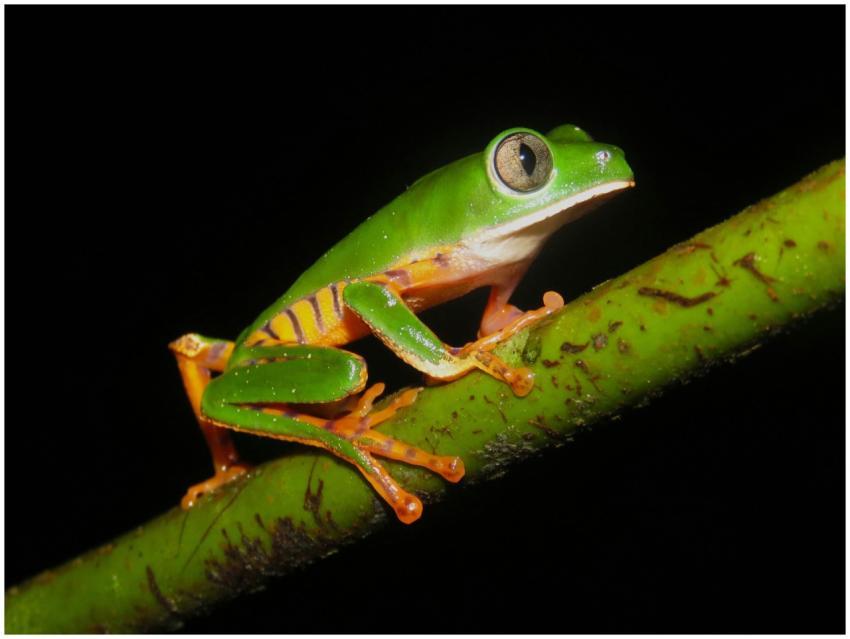 Vibrant green tree frog perched on a branch in the