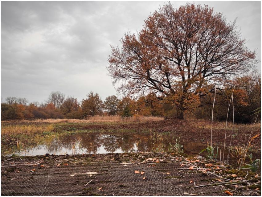 Tranquil Autumn Landscape Reflection
