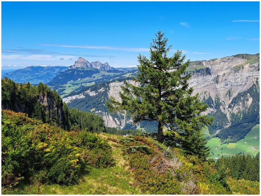 Free stock photo of berge, bergwald, blauer himmel